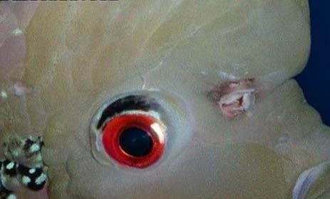 羅漢魚尾巴變黑怎么治療