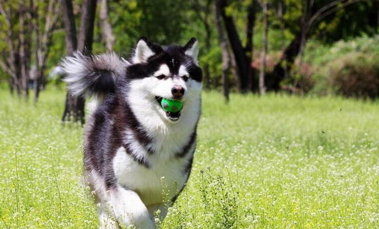 狗狗能吃雞蛋白嗎?