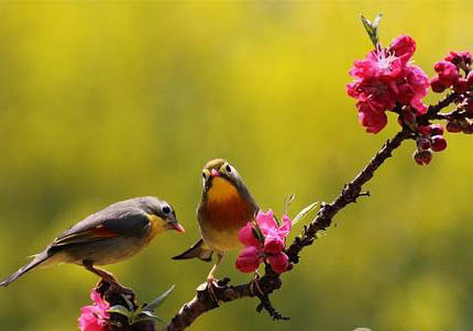 飼養(yǎng)相思鳥和文鳥的區(qū)別