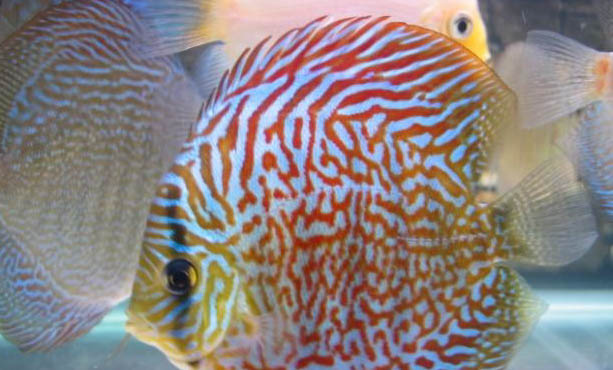 七彩神仙魚需要24小時開燈嗎