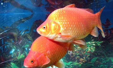 怎么給蘭壽金魚換水