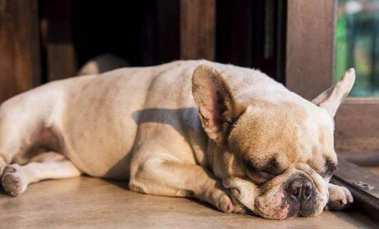 狗狗犬瘟抽搐幾天會死