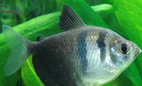 如何保持魚缸中水的清澈