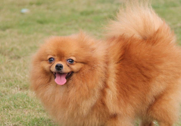 博美犬驅(qū)蟲應(yīng)該多長(zhǎng)時(shí)間一次