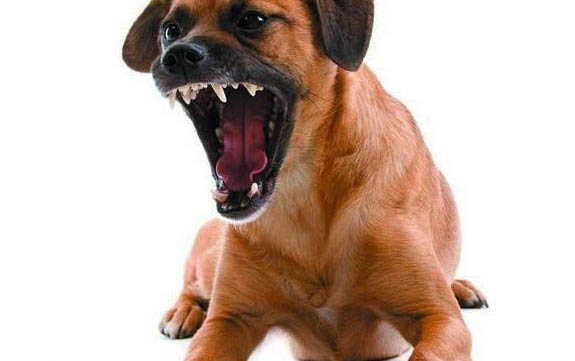 犬心保使用方法是什么?