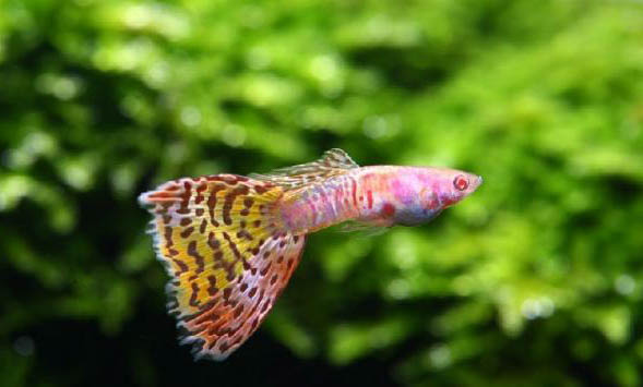 慈鯛魚能和哪些魚混養