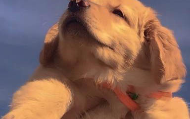 金毛犬如果出現這6個癥狀
