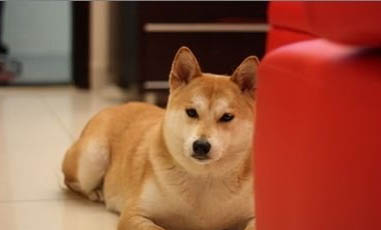秋田犬性格一般多少錢