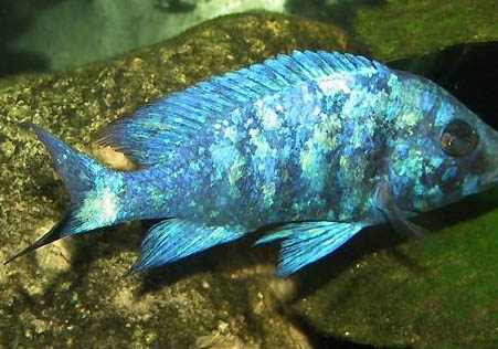 斗魚(yú)可以活多久