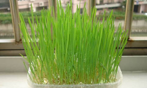 貓咪為什么會(huì)突然嘔吐