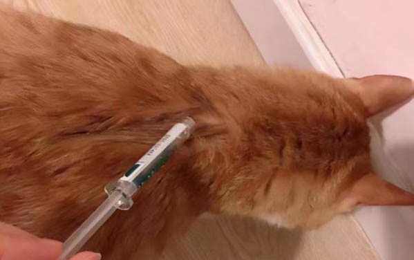 貓咪能多久不吃東西