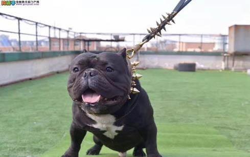 惡霸犬價(jià)格多少錢一只