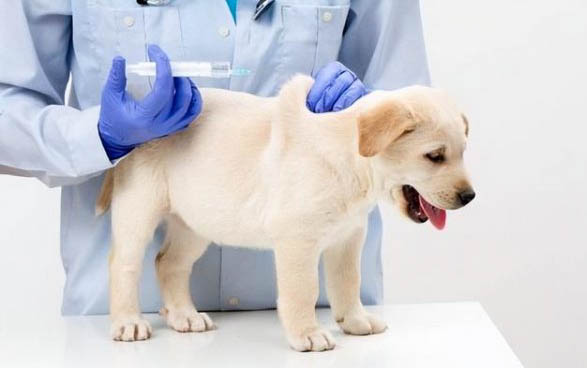 狗狗中耳炎癥狀有哪些