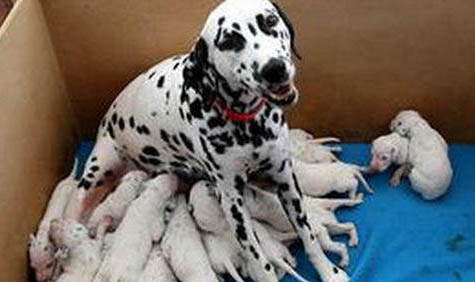 母犬絕育手術(shù)注意事項(xiàng)