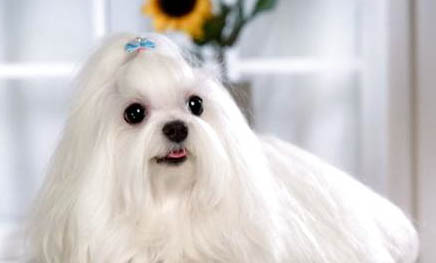 為什么千萬別養馬爾濟斯犬