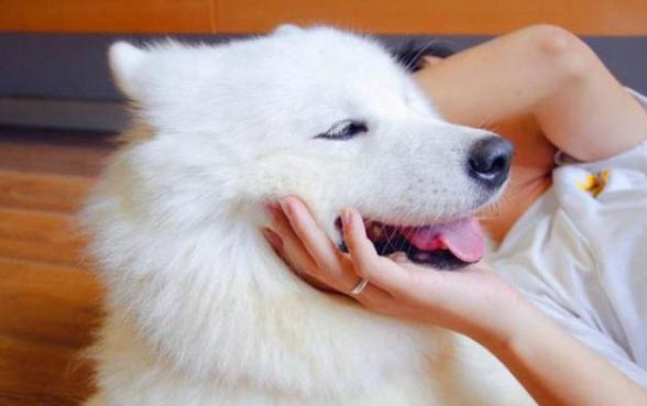 狗狗狂犬病潛伏期是多久