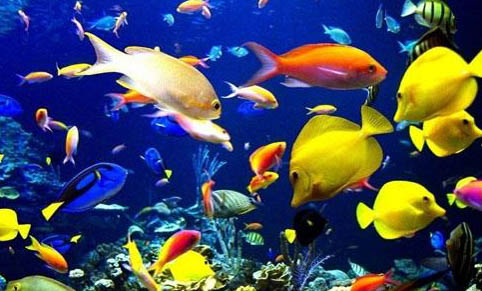 礦泉水養魚用困水嗎