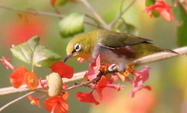 繡眼鳥一般多大開始大叫？