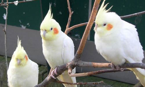 玄鳳鸚鵡禿頭可以長出來嗎