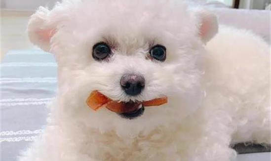 怎么防止狗狗得細小和犬瘟