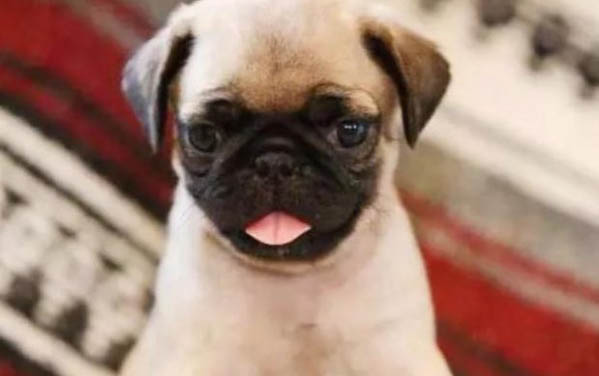 巴哥犬有哪些顏色