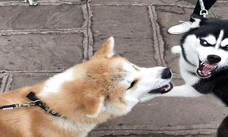 如何糾正狗狗的挑食行為