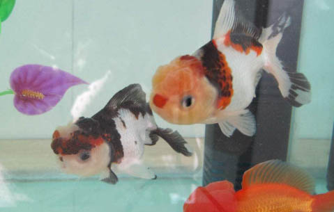 金魚要不要睡覺