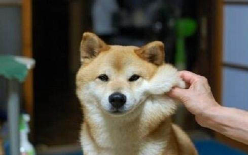 柴犬和哈士奇哪個貴一點?