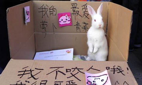 兔子為什么不能養三年