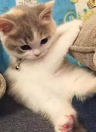 小奶貓多少天睜眼