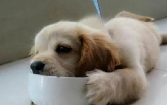 狗狗幾個月可以吃兩頓