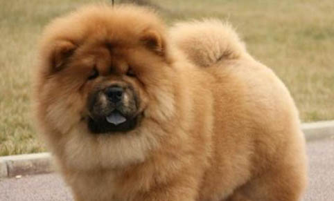 松獅犬窩咳吃什么藥最好