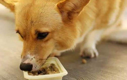 幼犬多久可以憋尿
