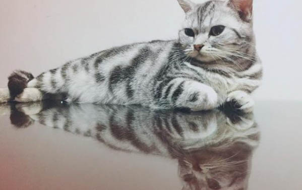 貓吃貓草后就吐了一灘黃水