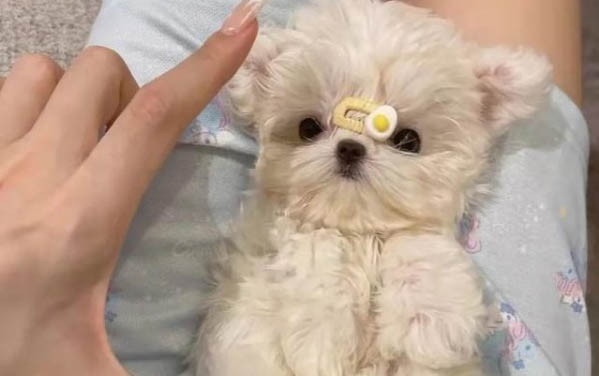 細小犬瘟潛伏期多久