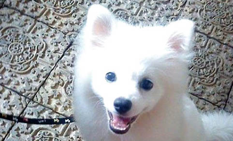 銀狐犬智商排第幾？