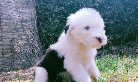 古牧犬是什么狗，英國古代牧羊犬？