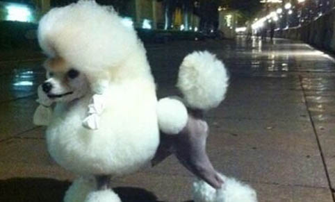 貴賓犬拉肚子吃什么藥效果好