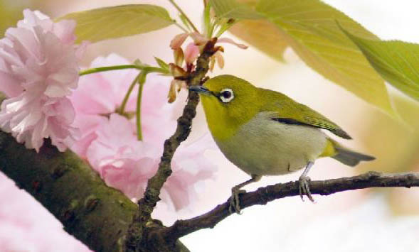 怎么挑選繡眼鳥