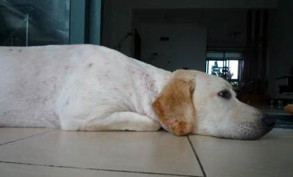 犬瘟癱瘓還能活多久