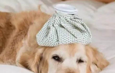 狗狗必須打的疫苗有哪些