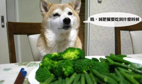 狗老死前的征兆有這些癥狀狗狗可能要去世了