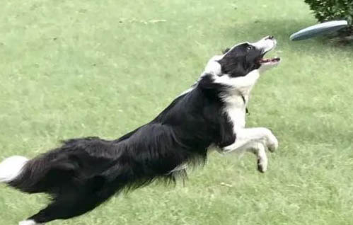 怎樣訓練邊境牧羊犬的大小便