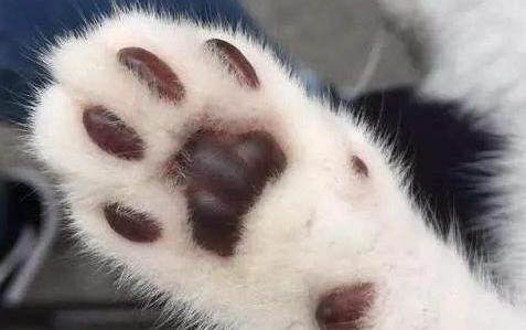 小狗感冒咳嗽流鼻涕咳嗽吃什么藥