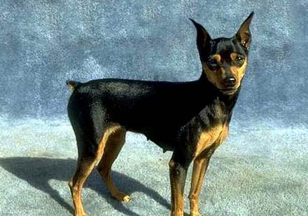 杜賓犬價格多少錢一只