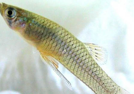 食蚊魚和孔雀魚的區別