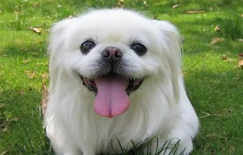 北京犬不愛吃東西的原因及處理方法