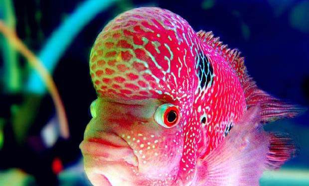 羅漢魚最多可以餓幾天