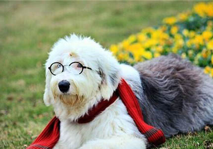 藍灣牧羊犬哪里有賣、藍灣牧羊犬多少錢一只