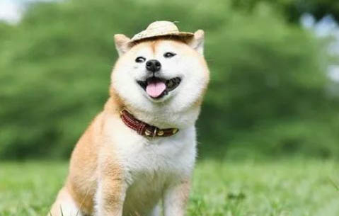 20斤柴犬一天吃多少狗糧
